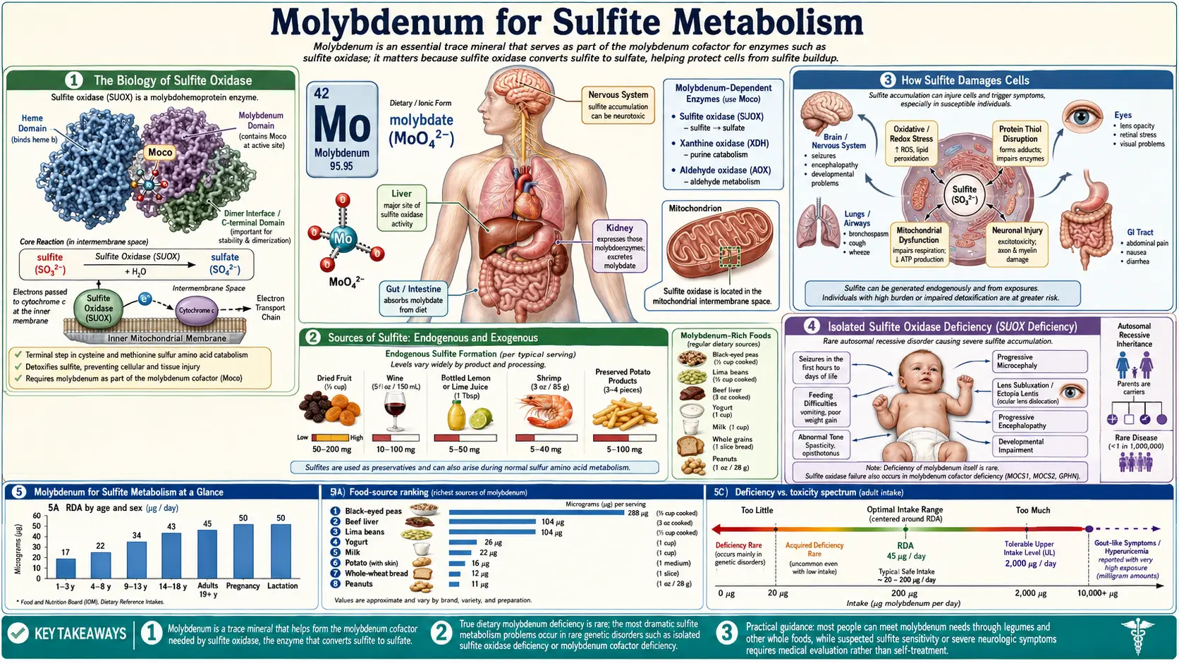 Sulfite Metabolism — scientific infographic poster
