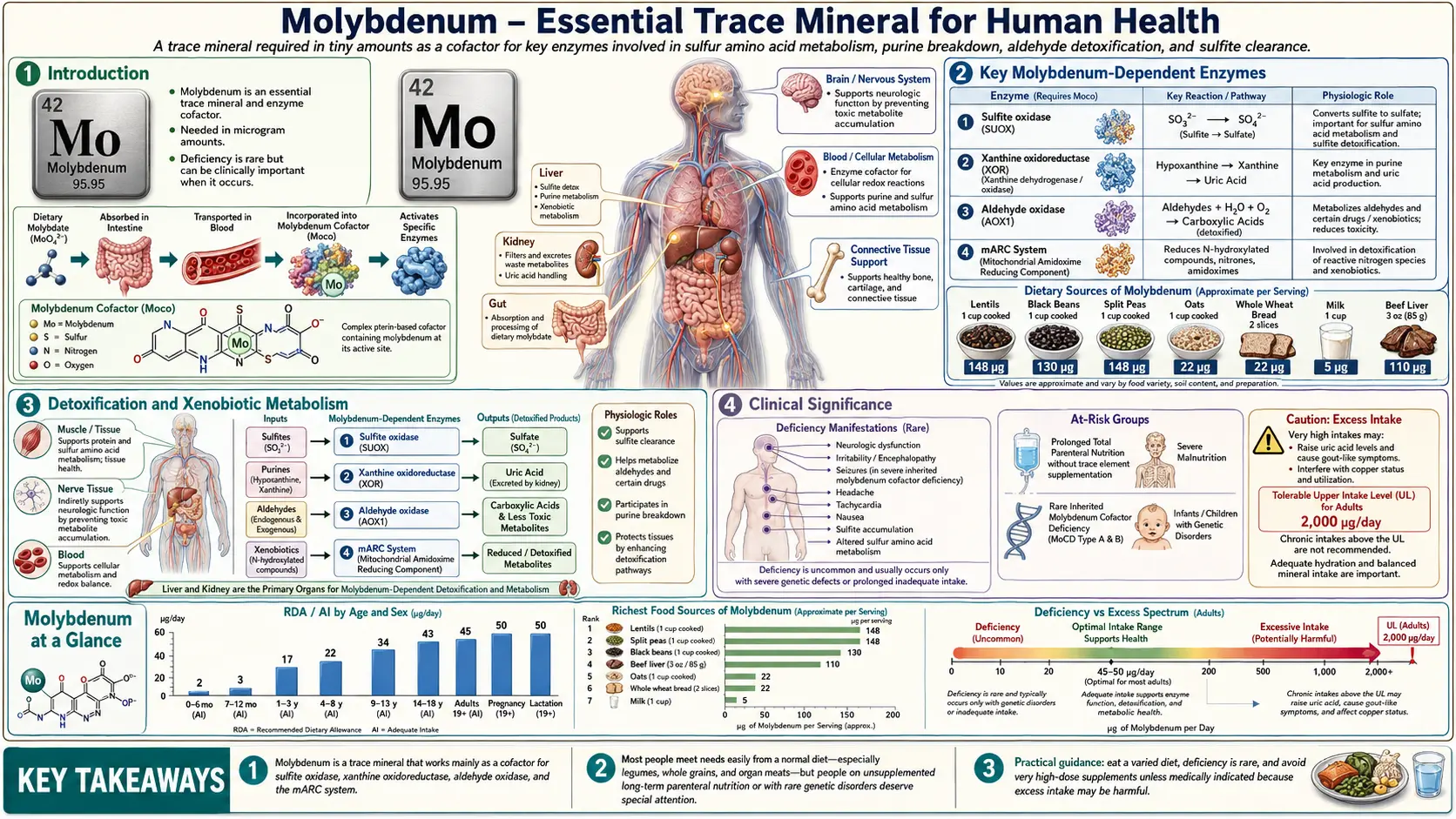 Molybdenum — scientific infographic poster