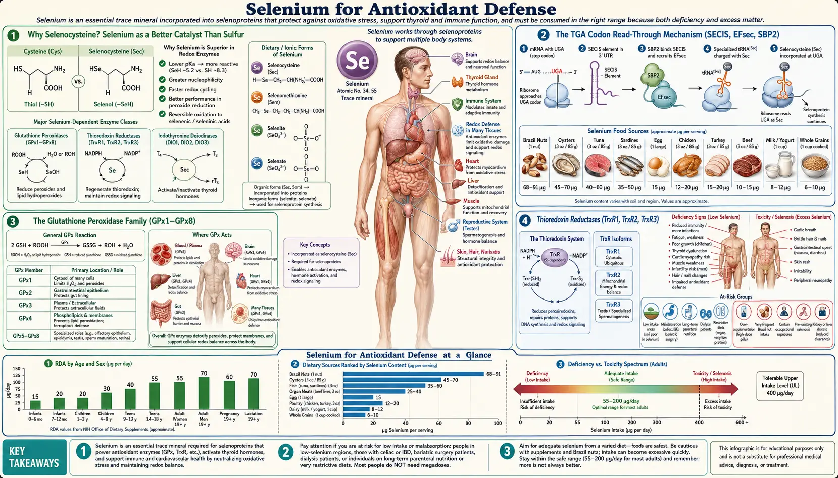 Antioxidant Defense — scientific infographic poster