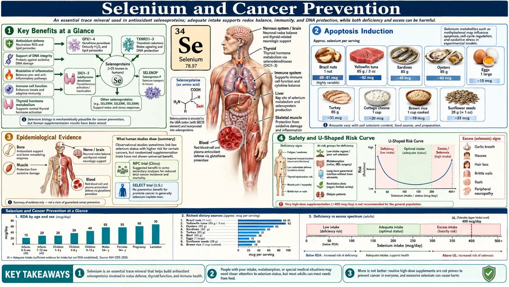 Selenium and Cancer Prevention — scientific infographic poster