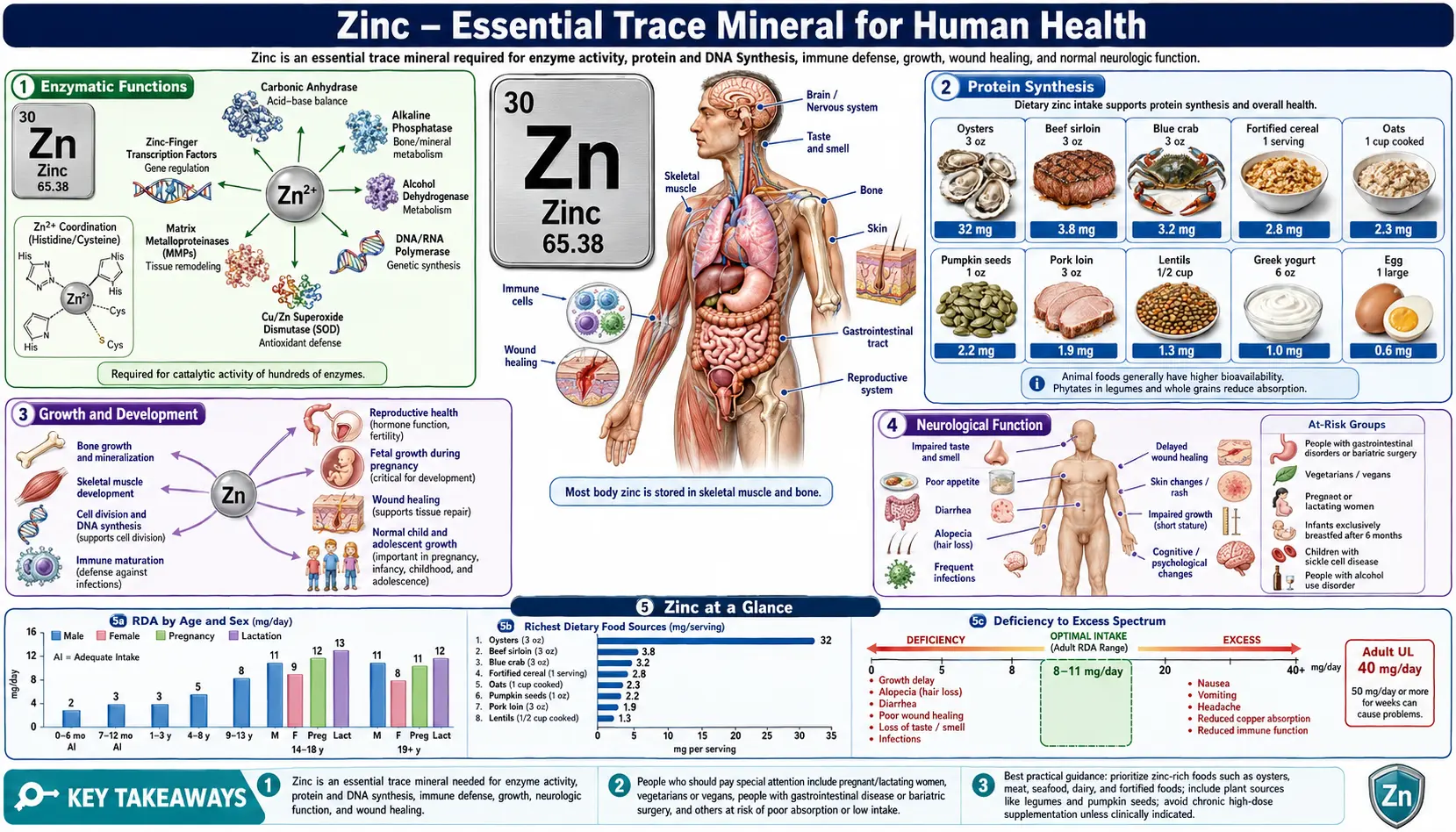 Zinc — scientific infographic poster