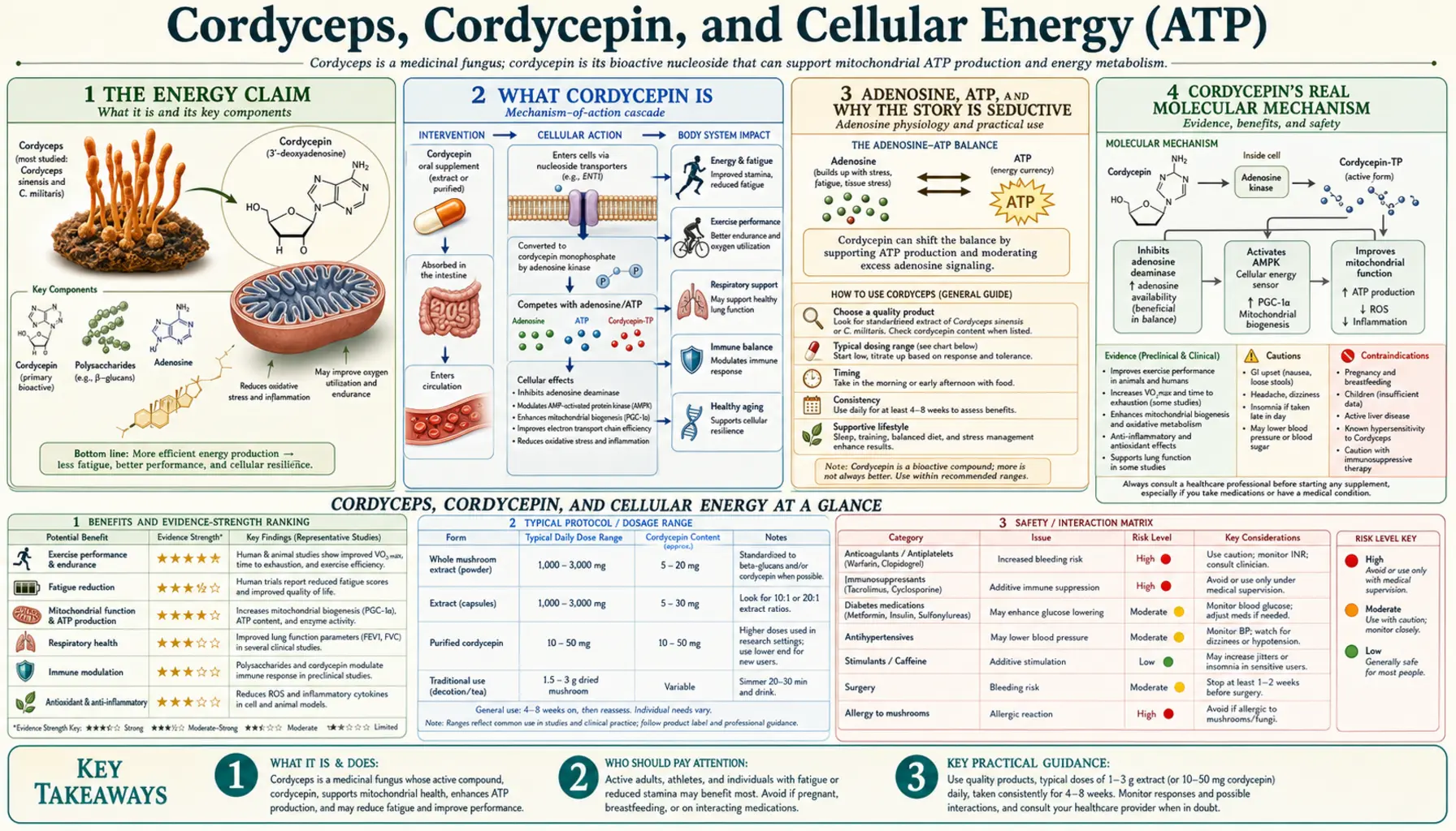 Energy and ATP — scientific infographic poster