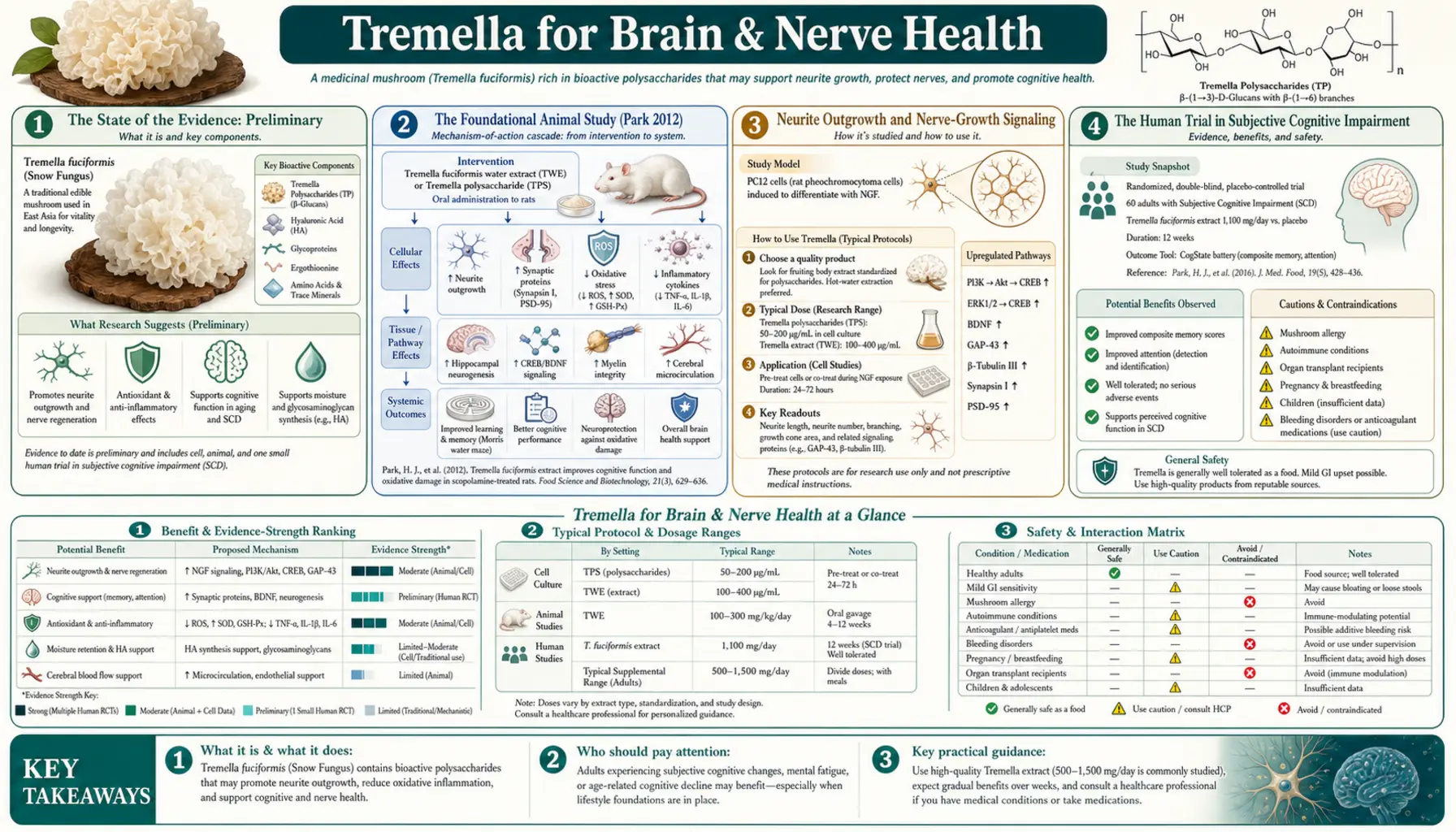 Brain and Nerve Health — scientific infographic poster