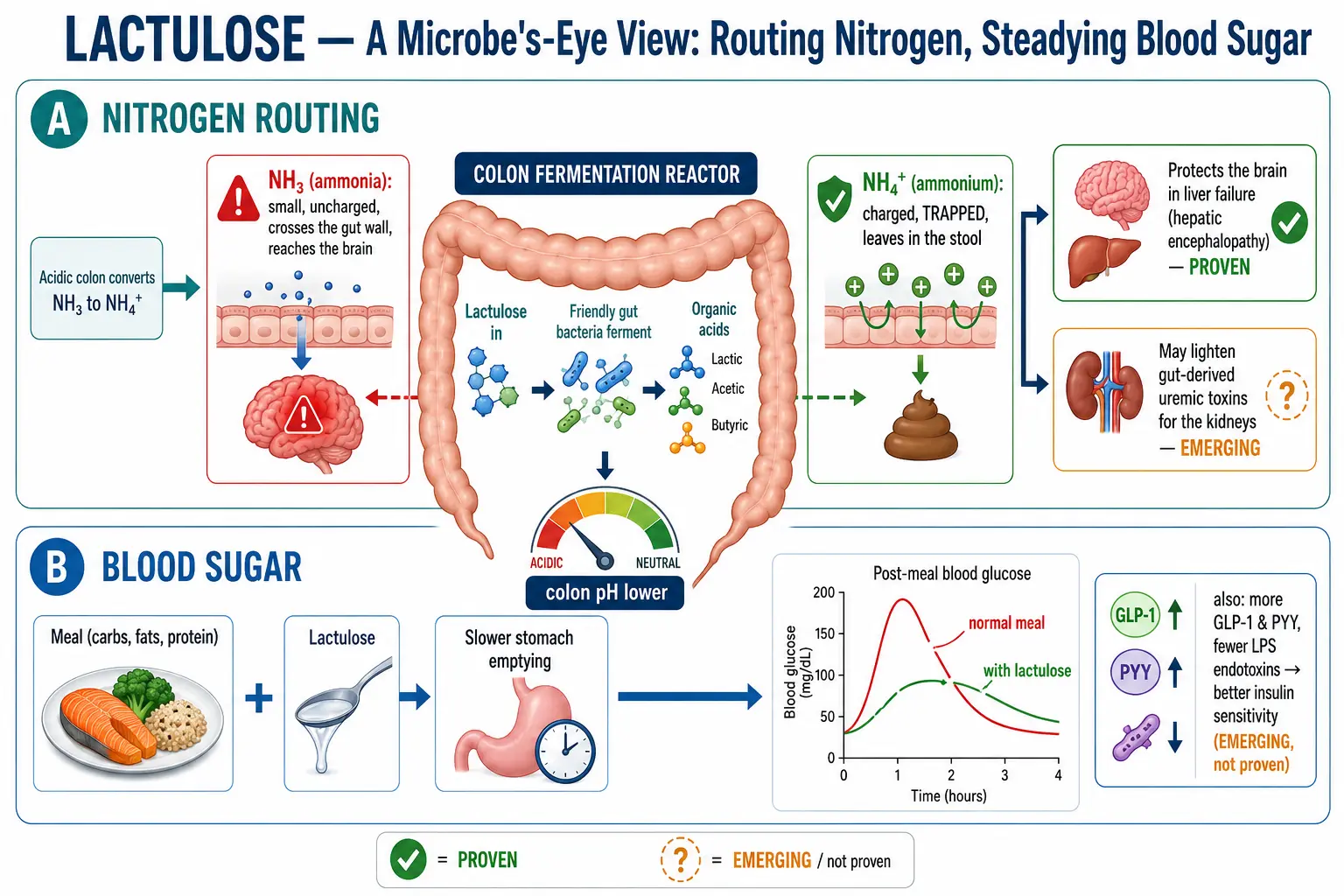 Scientific infographic, a microbe's-eye view of lactulose: gut bacteria ferment it into acids that lower colon pH, converting absorbable ammonia (NH3) into trapped ammonium (NH4+) that leaves in the stool to protect the brain and ease the kidneys, while slowing digestion to flatten the post-meal blood-sugar rise