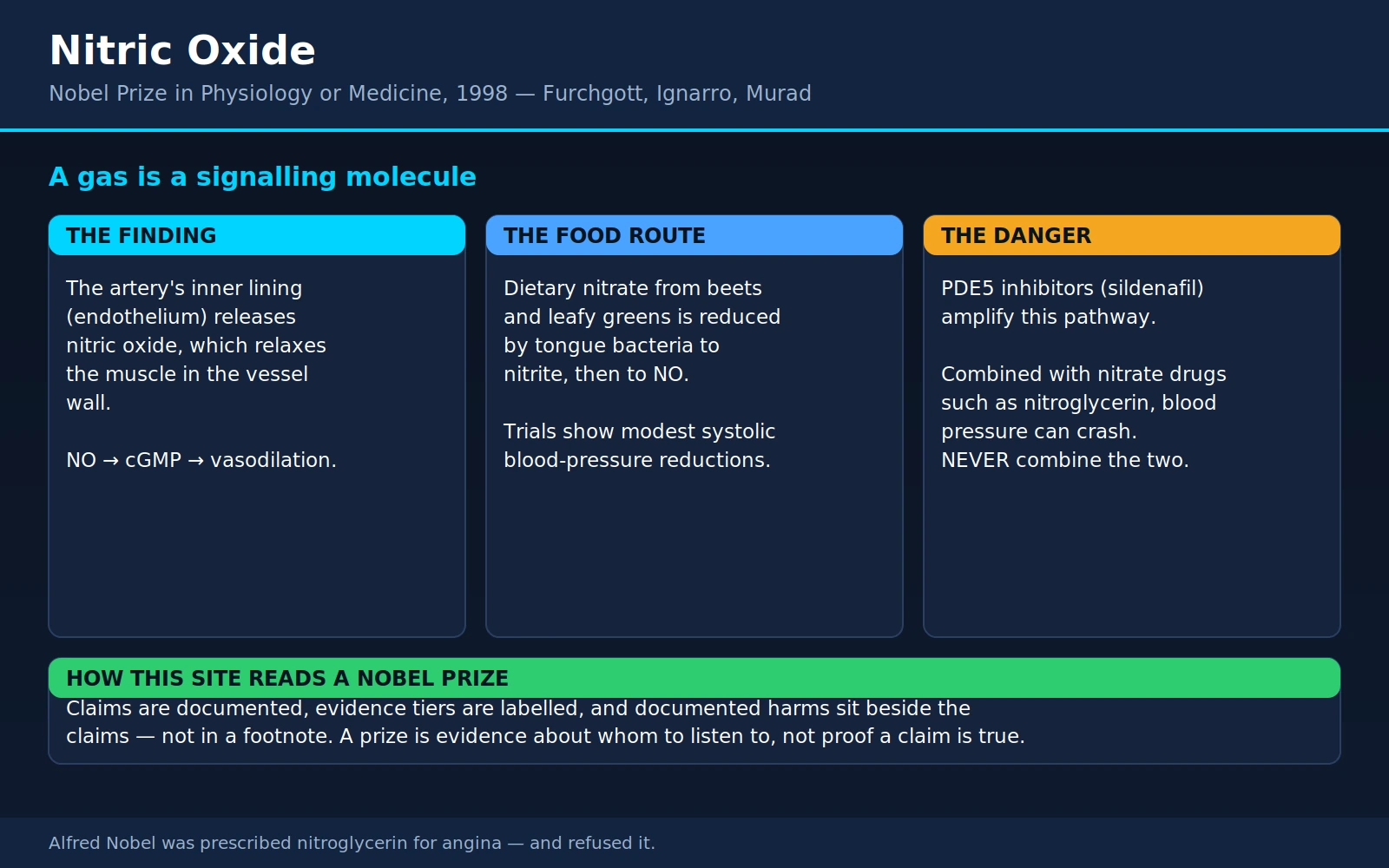 Furchgott Ignarro Murad — scientific infographic poster