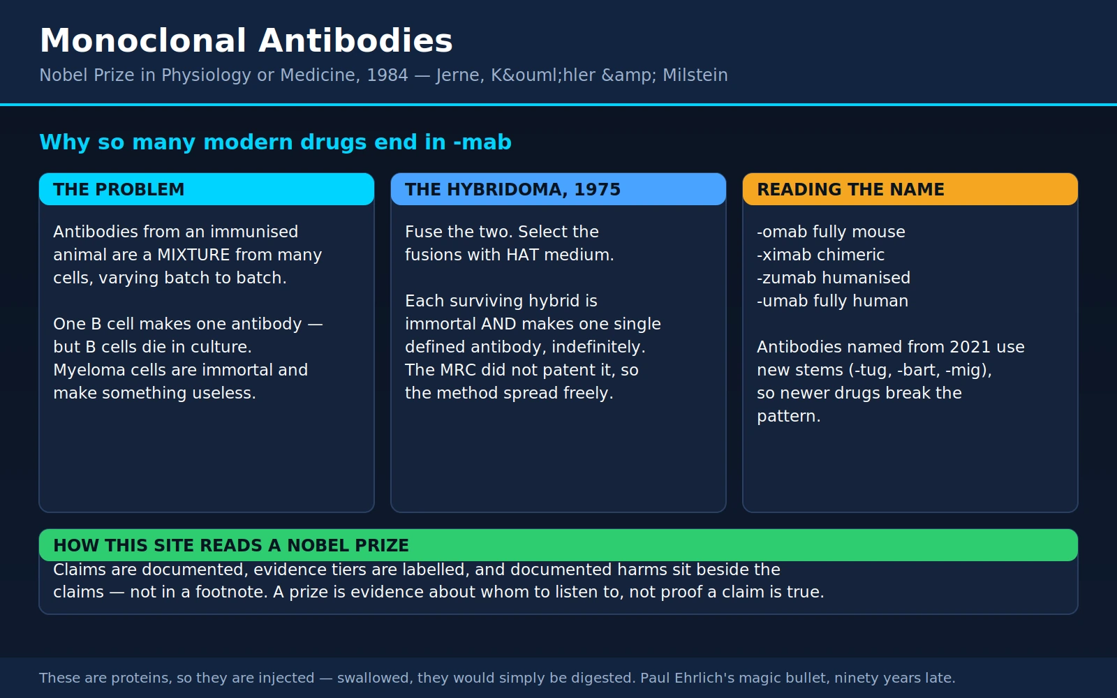 Jerne Kohler Milstein — scientific infographic poster