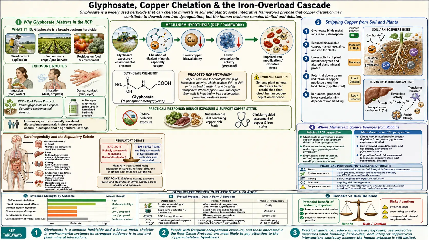 Glyphosate Copper Chelation — scientific infographic poster