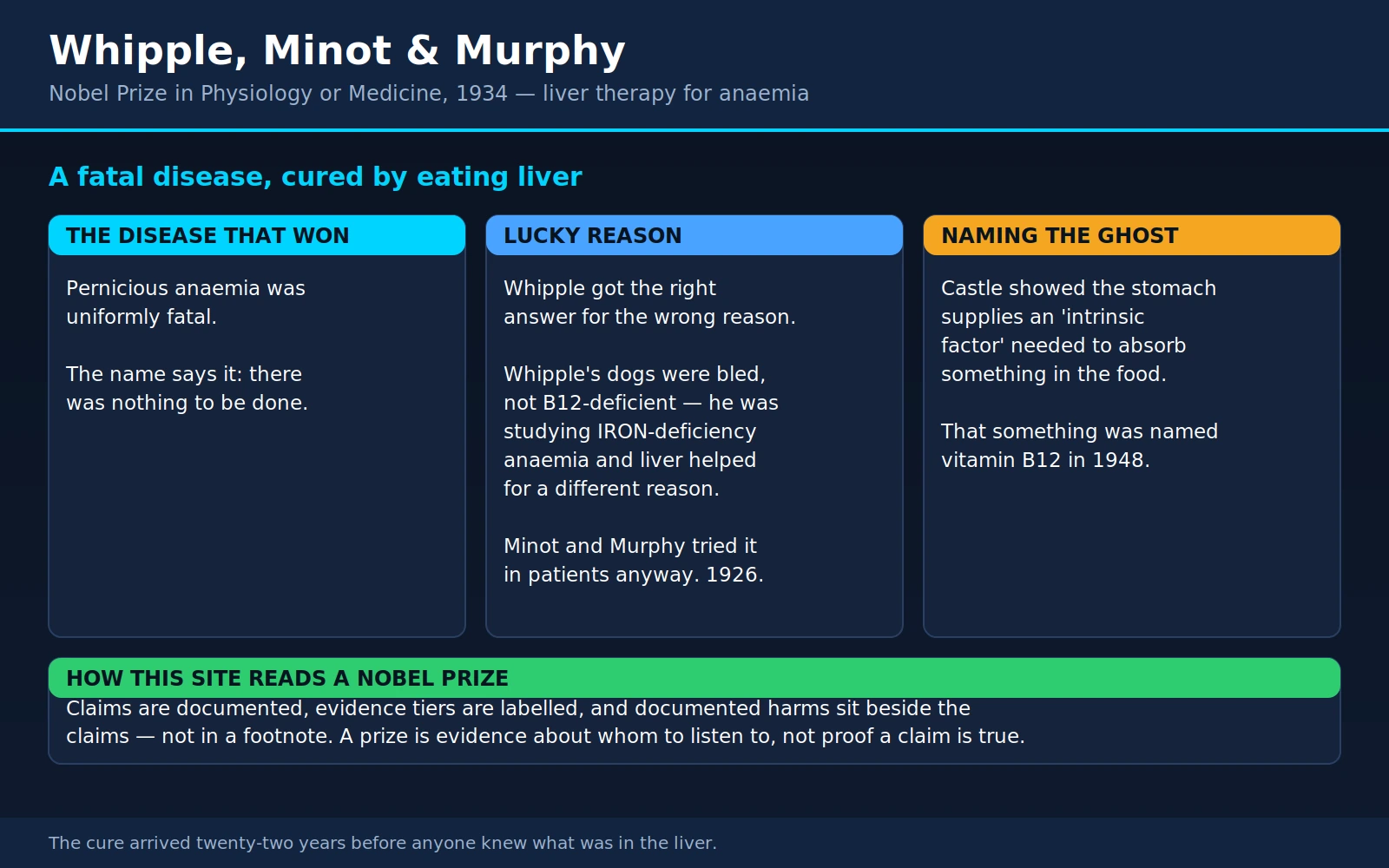 Whipple Minot Murphy — scientific infographic poster