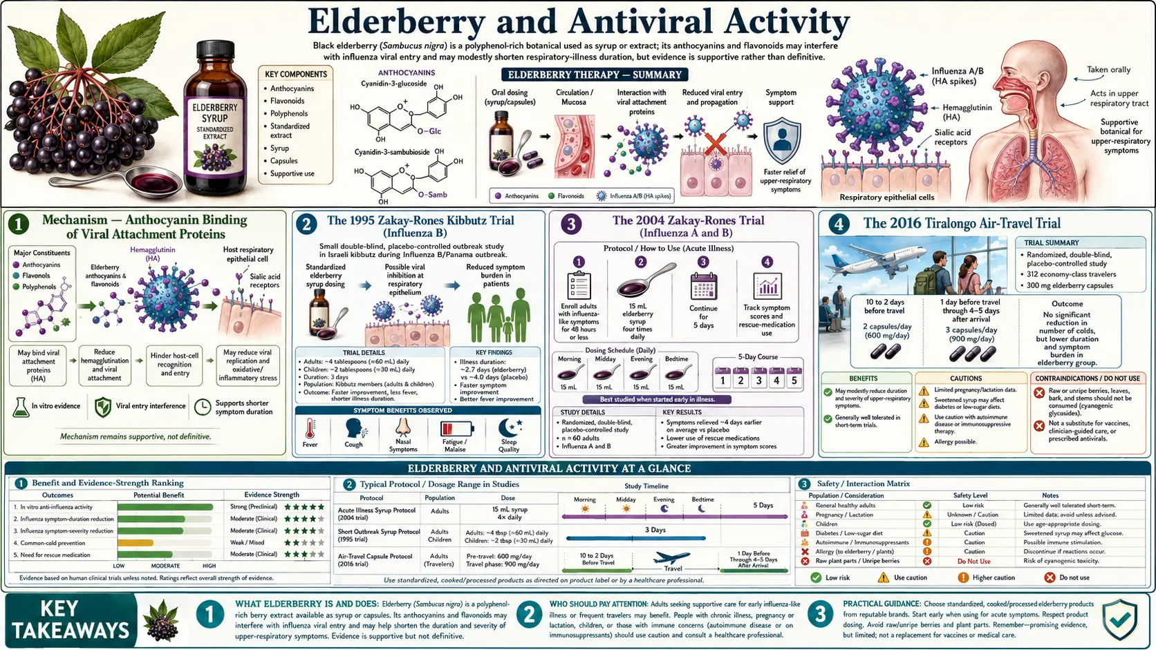Elderberry and Antiviral — scientific infographic poster