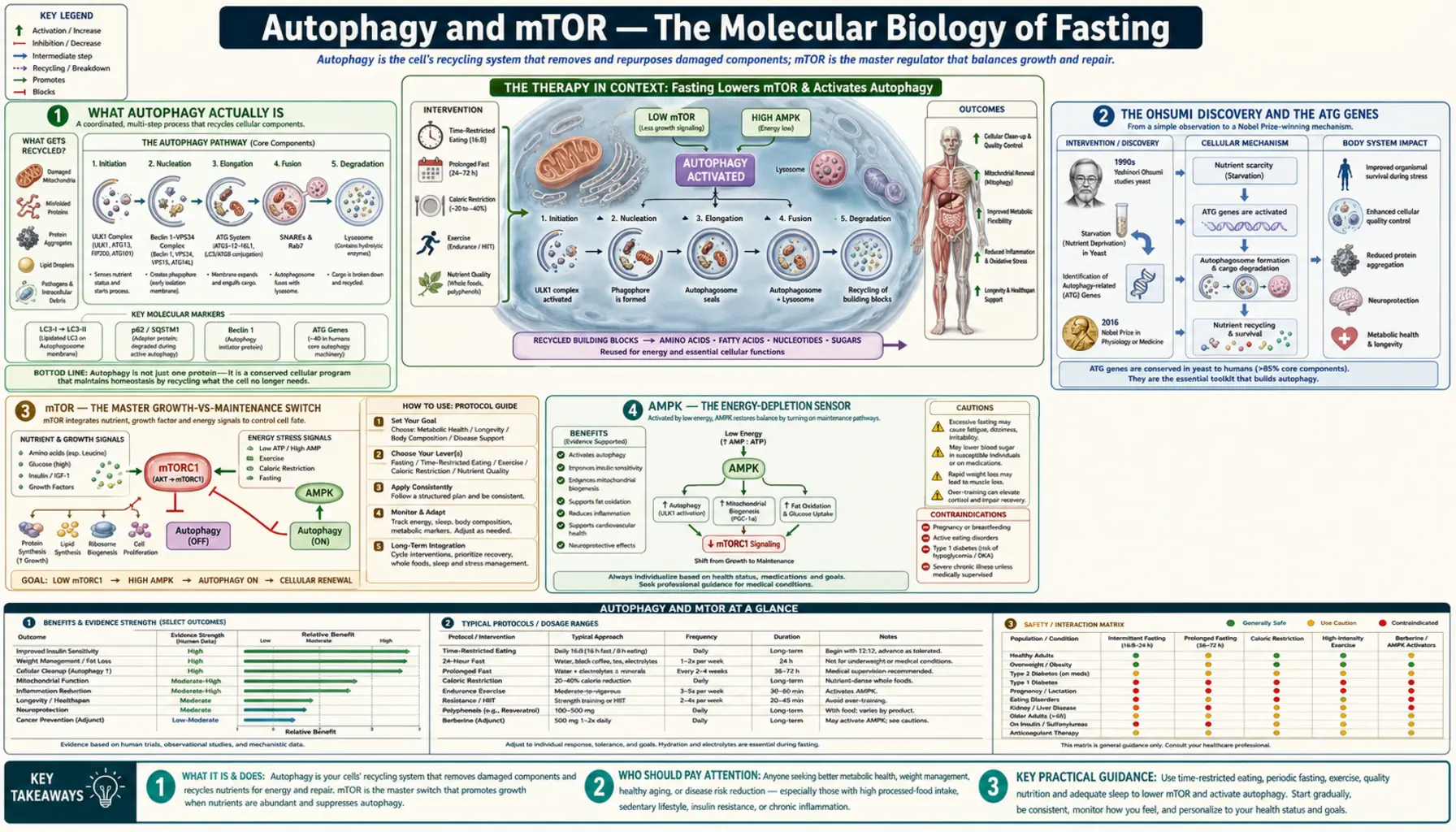 Autophagy and mTOR — scientific infographic poster