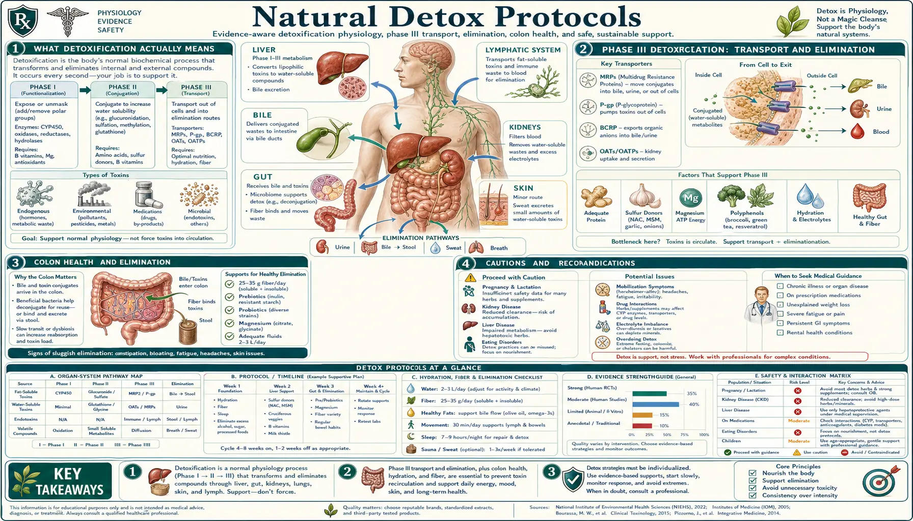 Detox Protocols — scientific infographic poster