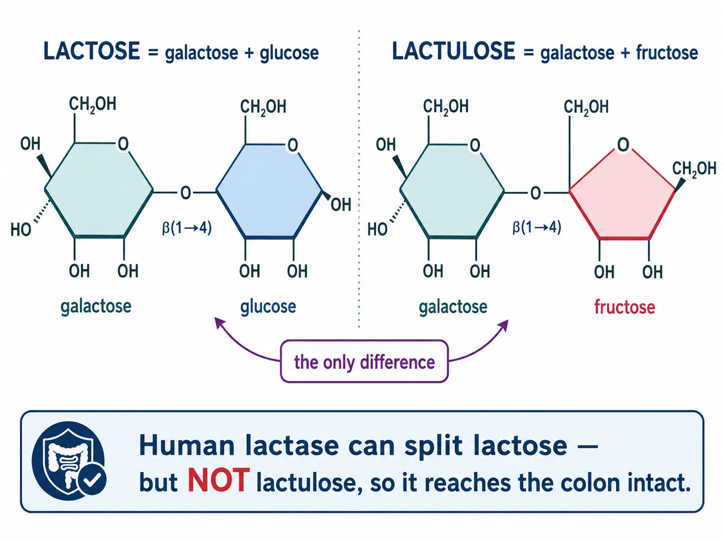Molecular structures of lactose (galactose-glucose) and lactulose (galactose-fructose) compared, with the fructose ring marked as the only difference