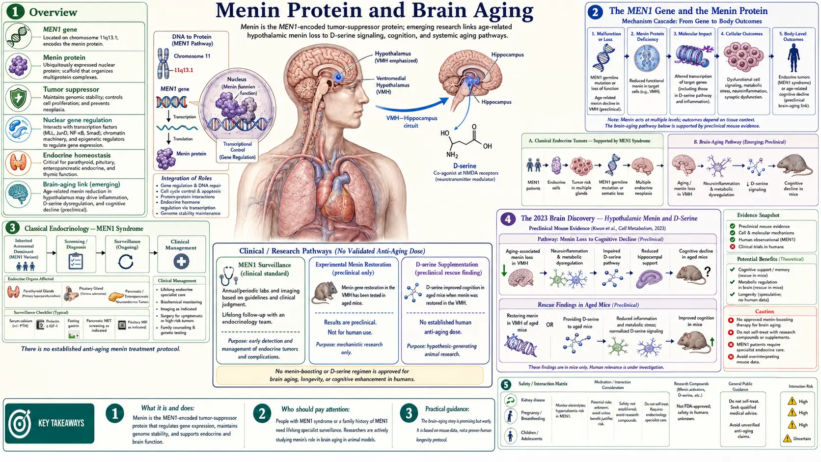 Menin Protein — scientific infographic poster