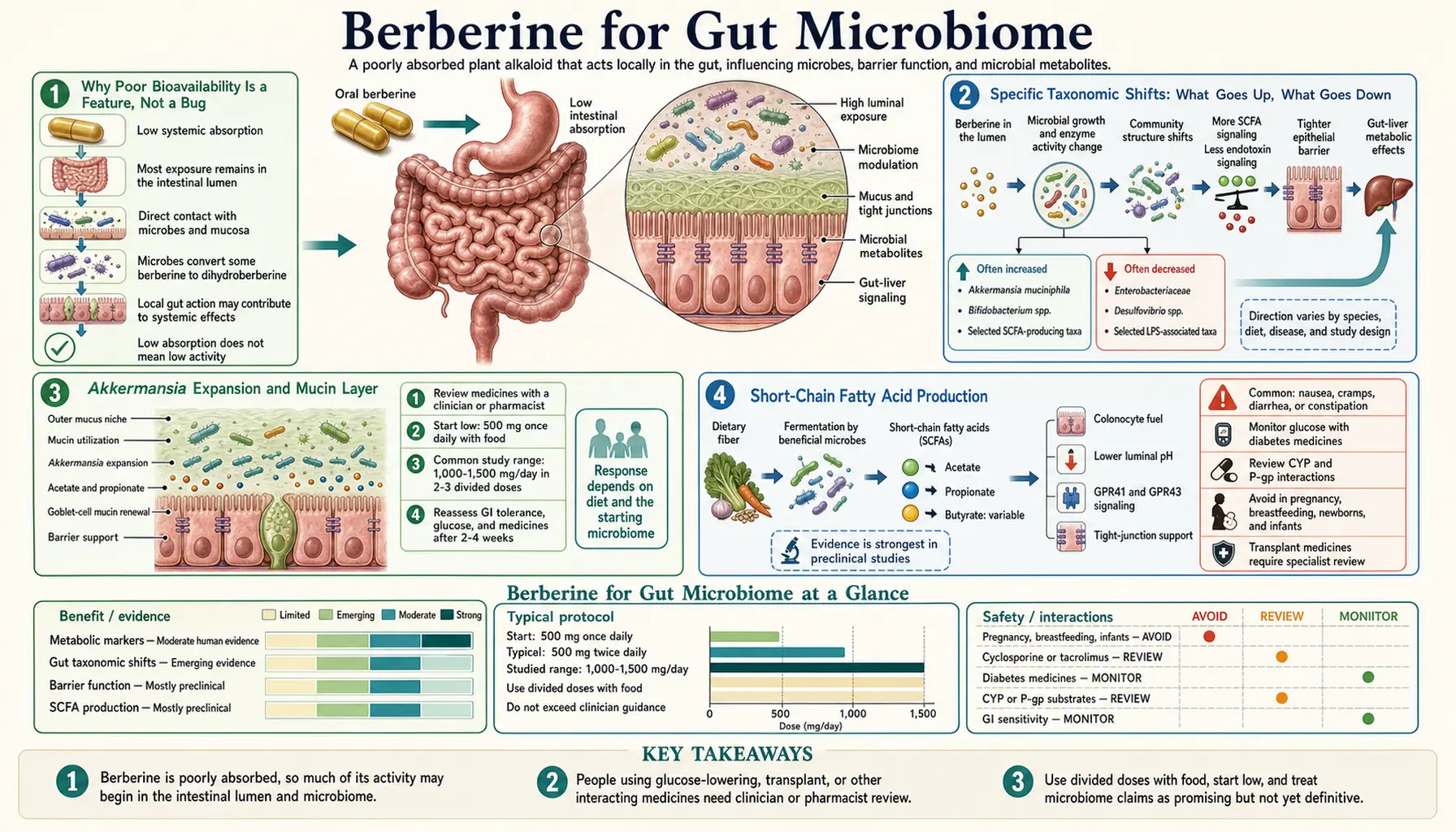Gut Microbiome — scientific infographic poster