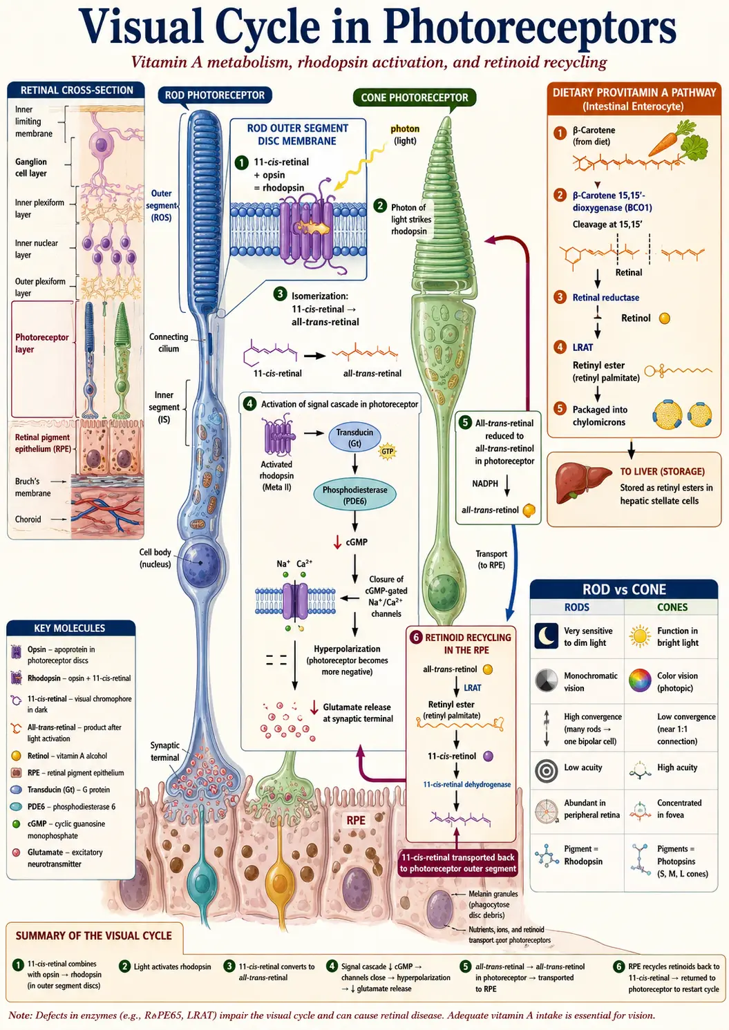 Vitamin A visual cycle
