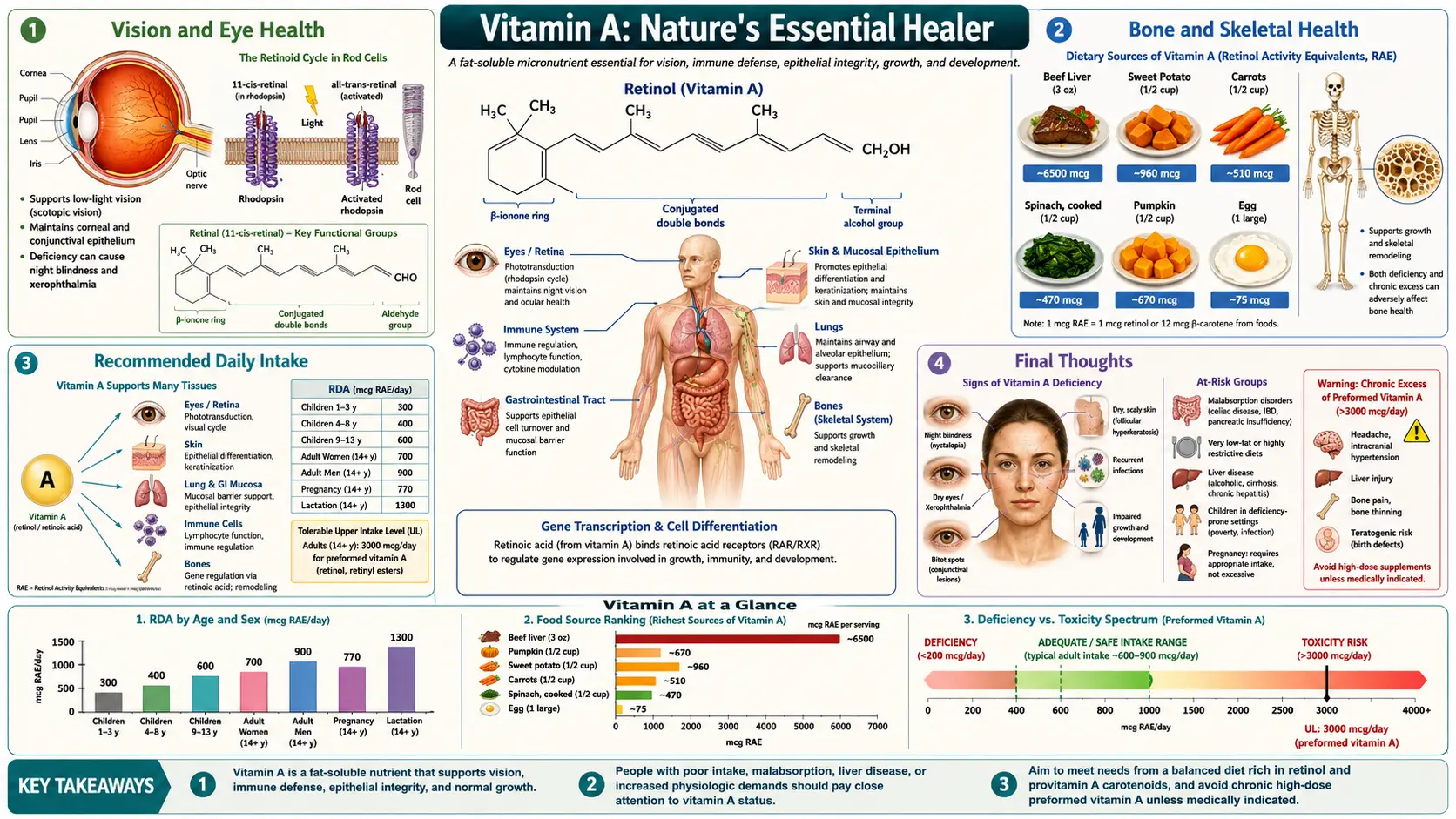 Vitamin A — scientific infographic poster