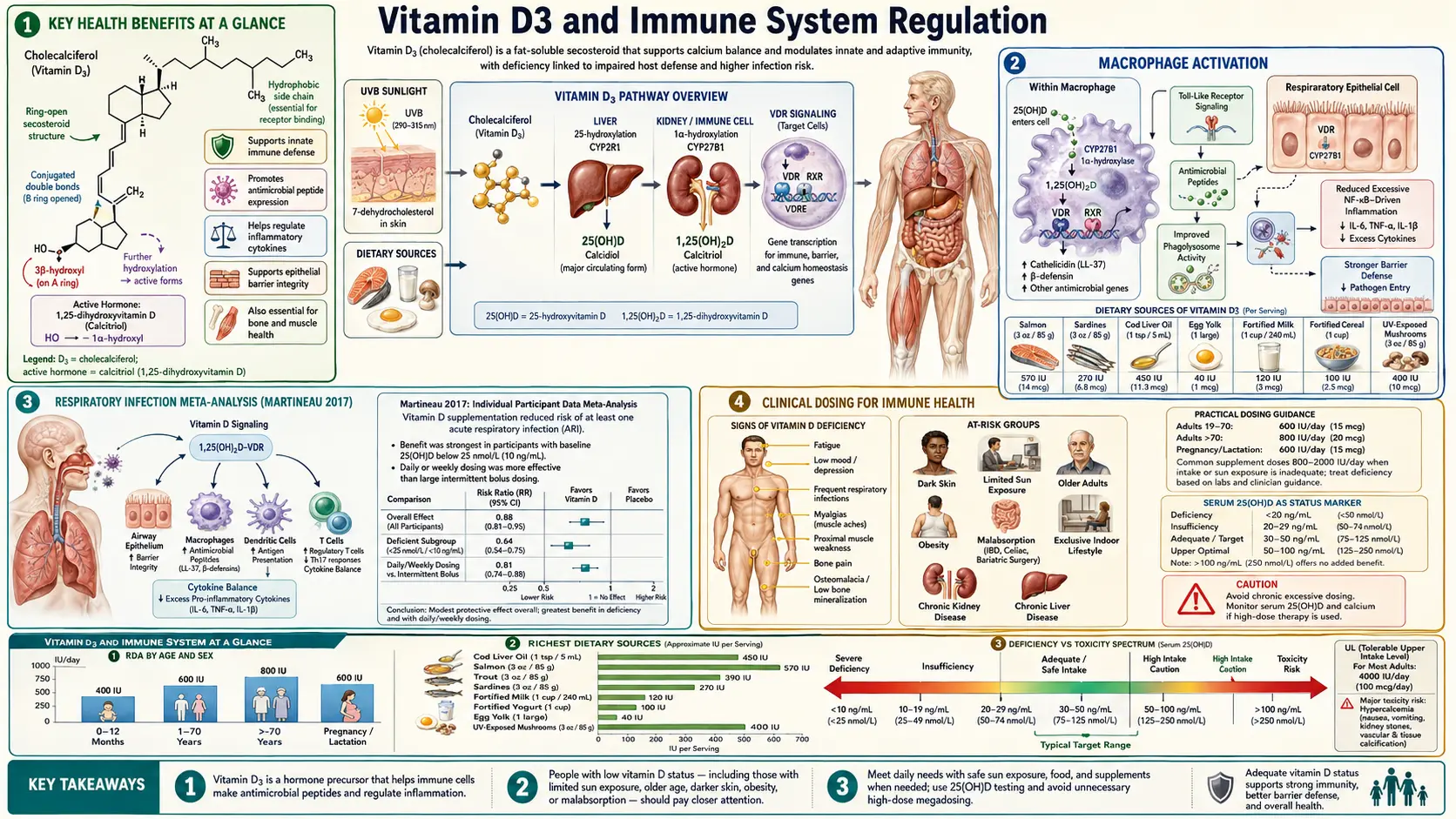 Vitamin D3 and Immune System — scientific infographic poster