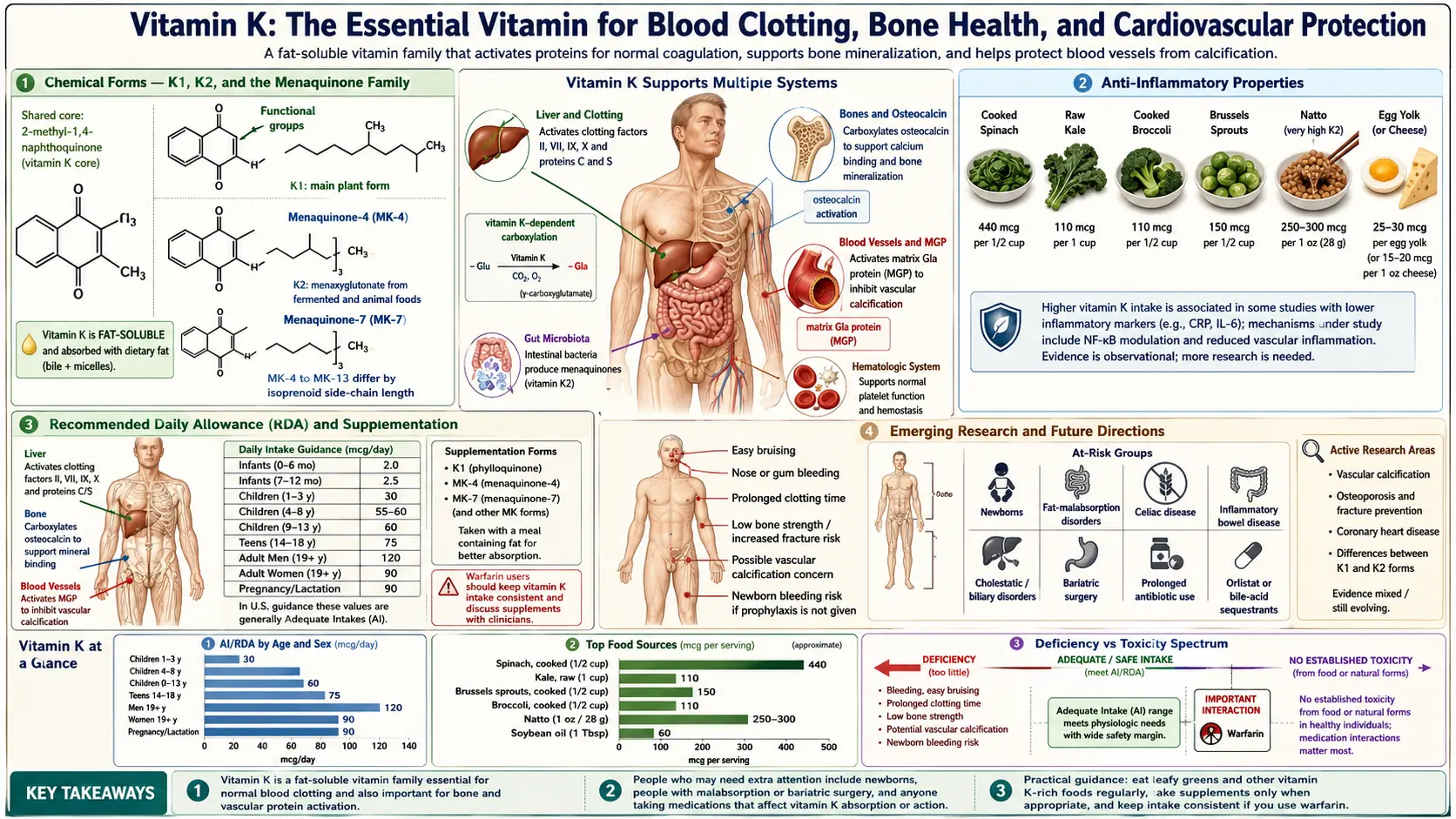 Vitamin K — scientific infographic poster