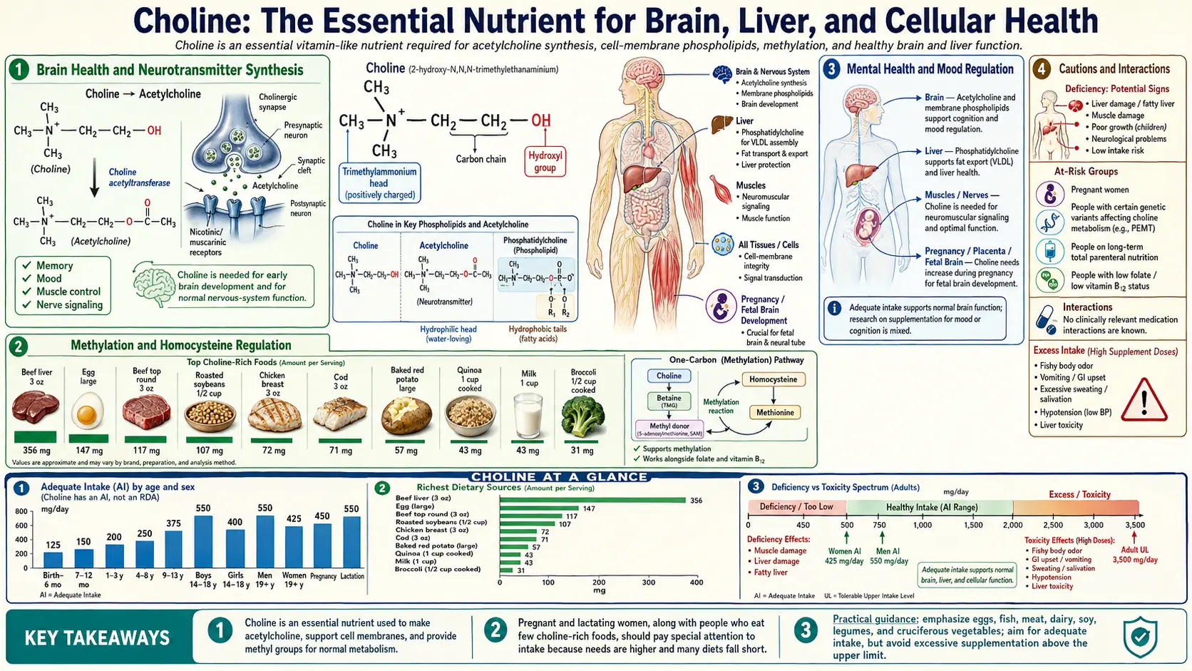 Choline — scientific infographic poster
