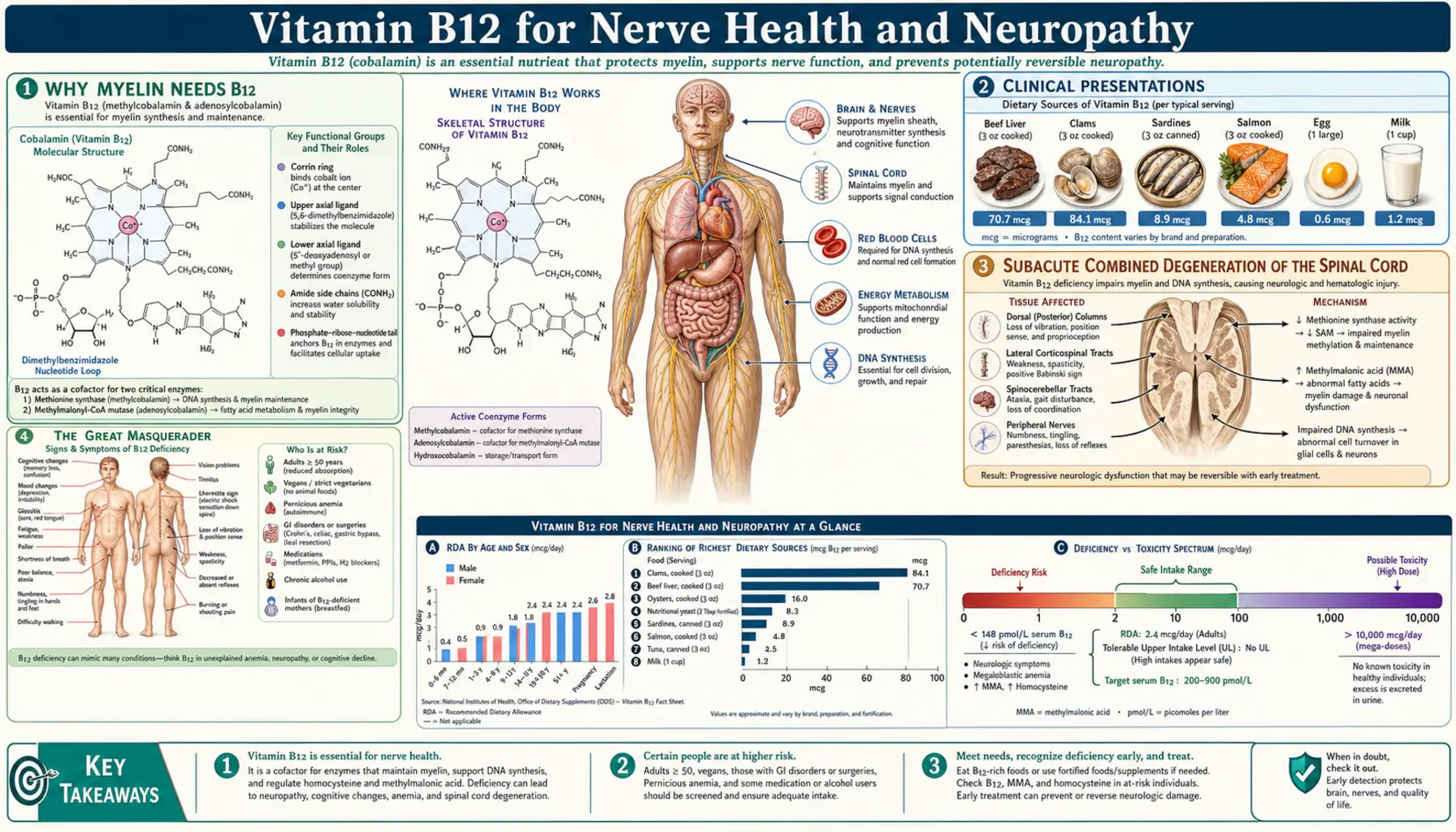Nerve Health and Neuropathy — scientific infographic poster
