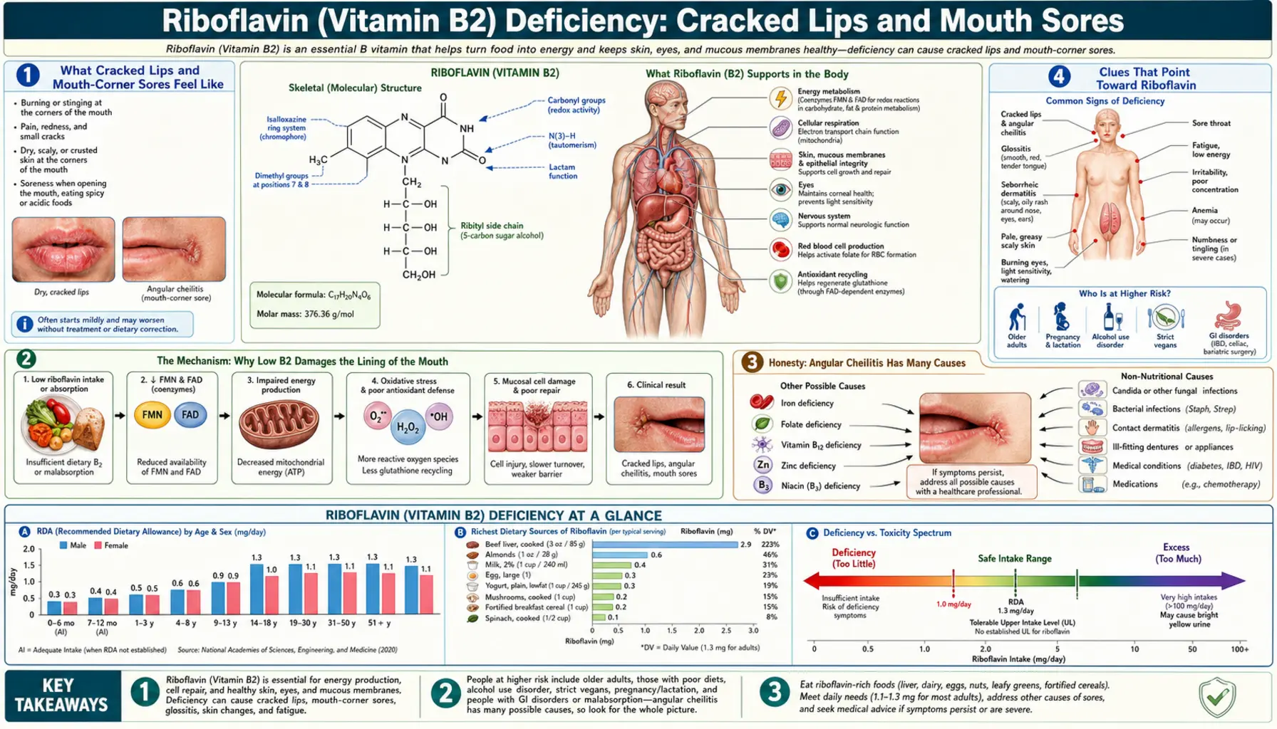 Cracked Lips and Mouth Sores — scientific infographic poster