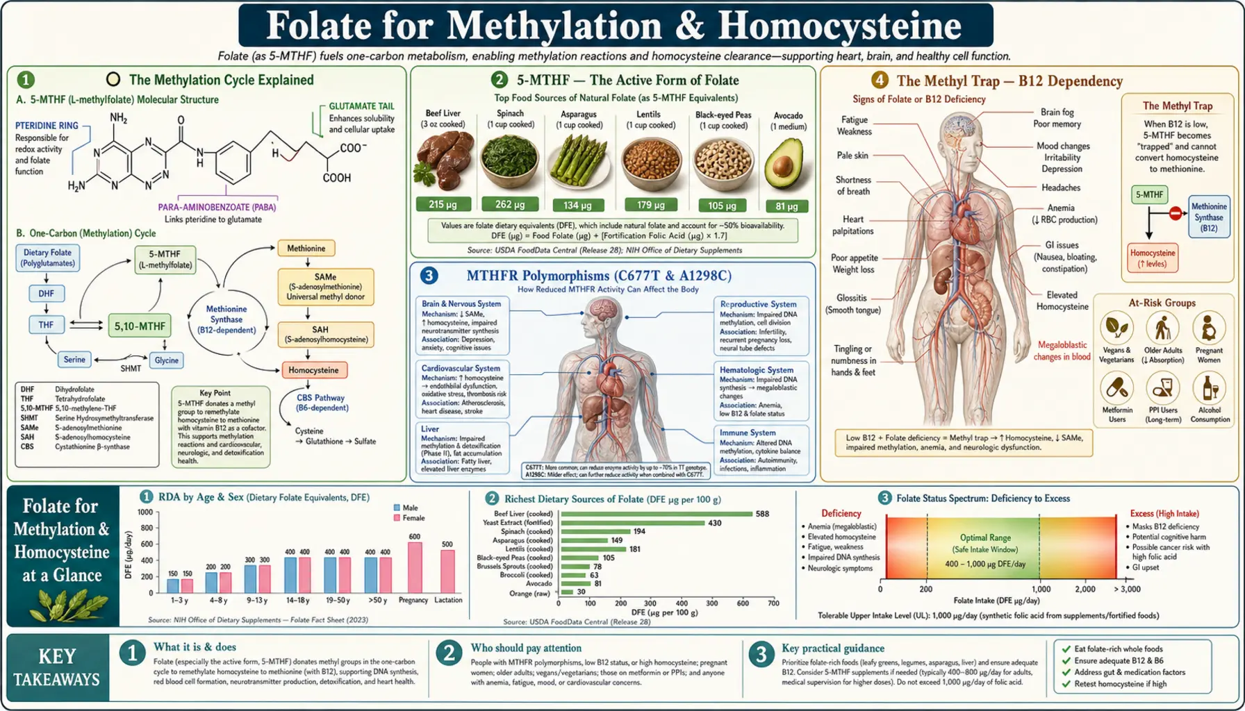 Methylation and Homocysteine — scientific infographic poster