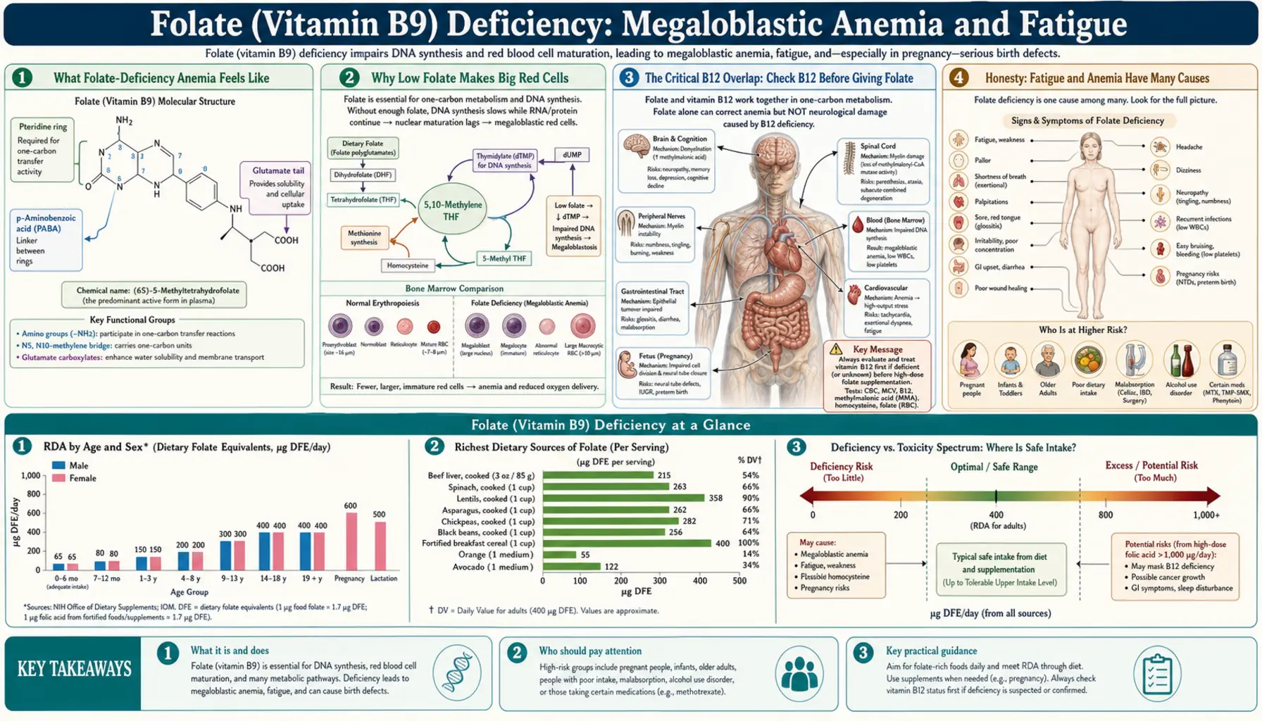 Megaloblastic Anemia and Fatigue — scientific infographic poster