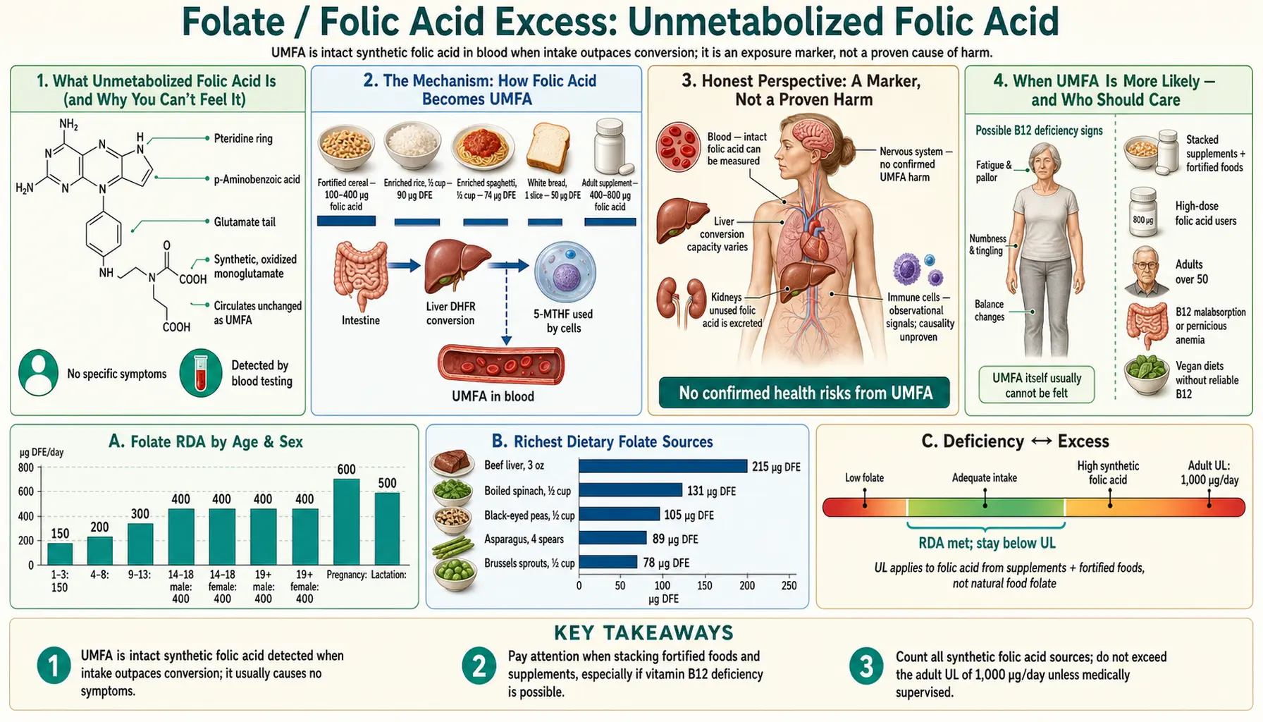 Unmetabolized Folic Acid — scientific infographic poster