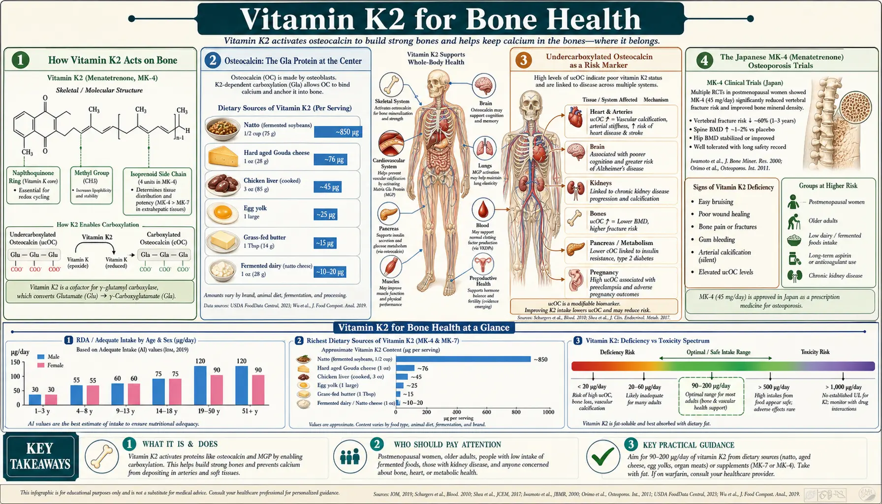 Bone Health — scientific infographic poster