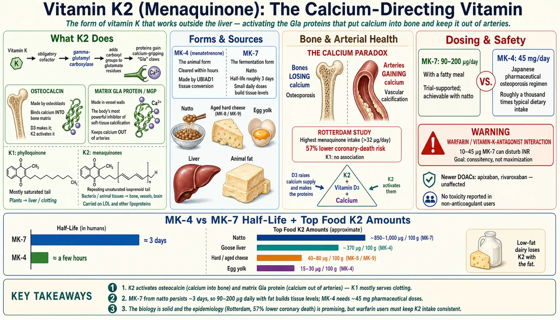 Vitamin K2 — scientific infographic poster