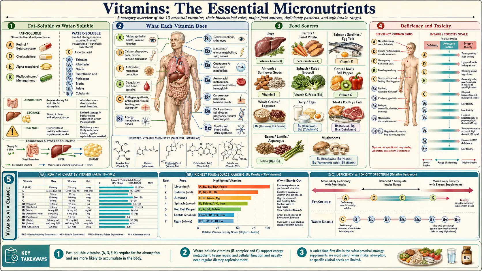 Vitamins — scientific infographic poster