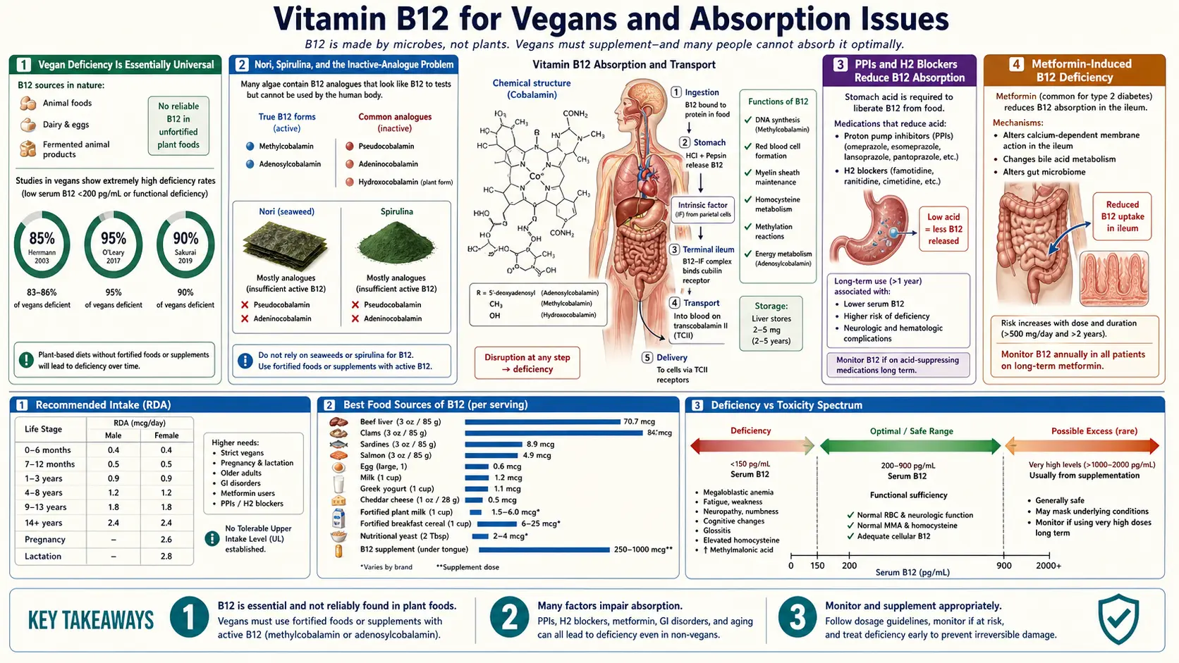Vegan and Absorption Issues — scientific infographic poster
