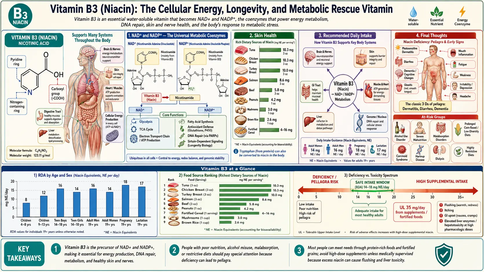 Vitamin B3 — scientific infographic poster