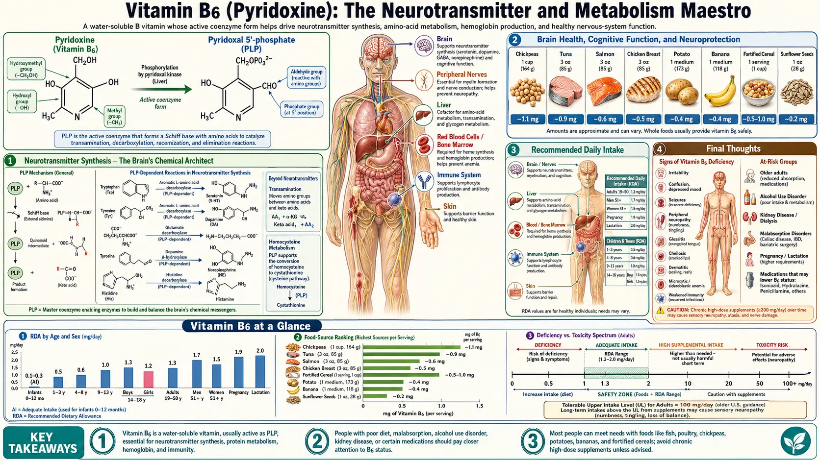 Vitamin B6 — scientific infographic poster