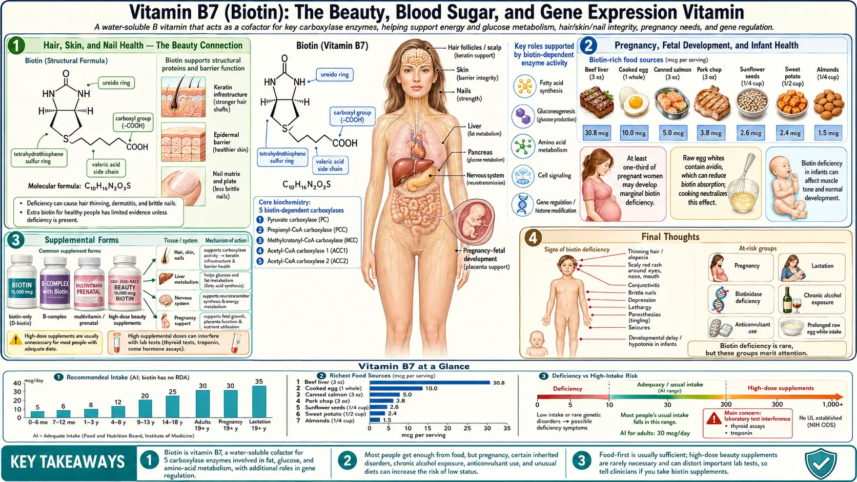 Vitamin B7 — scientific infographic poster