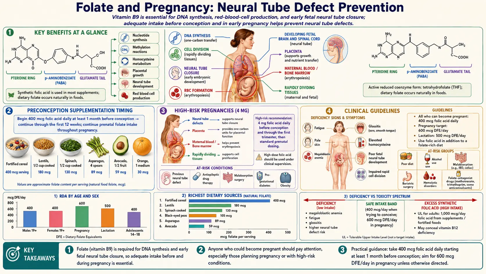 Folate and Pregnancy — scientific infographic poster