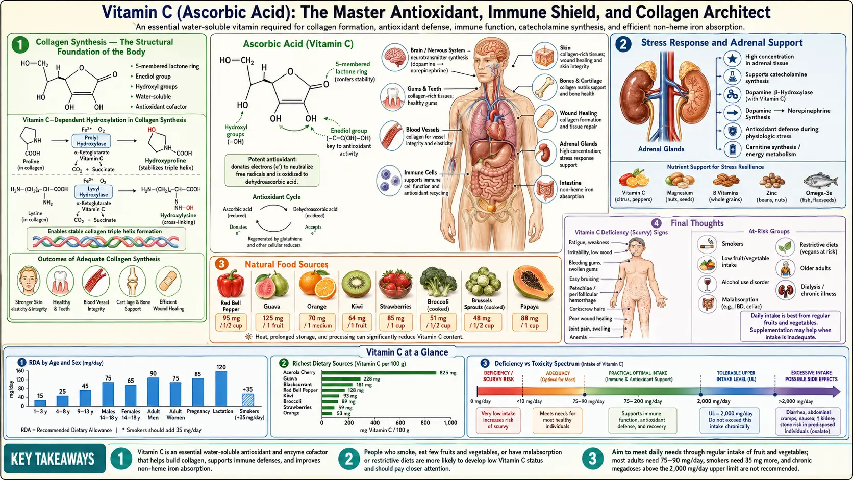 Vitamin C — scientific infographic poster